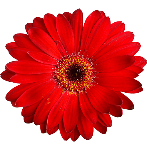 Red isolated flower on white background