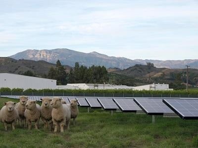 Sheep in a field adjacent to a field of solar panels with mountains in the background